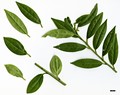 SpeciesSub: var. hookeriana